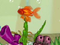 Shining Gold Fish